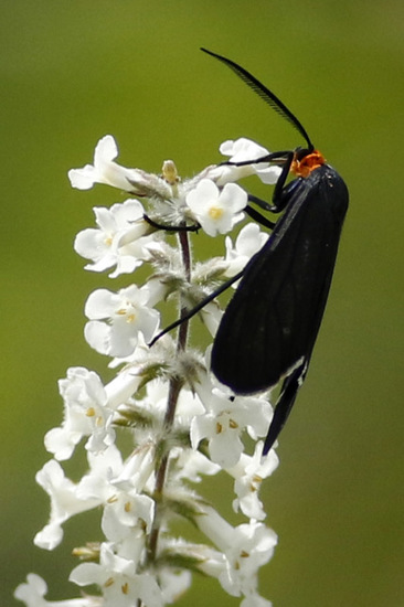 Tiger moth