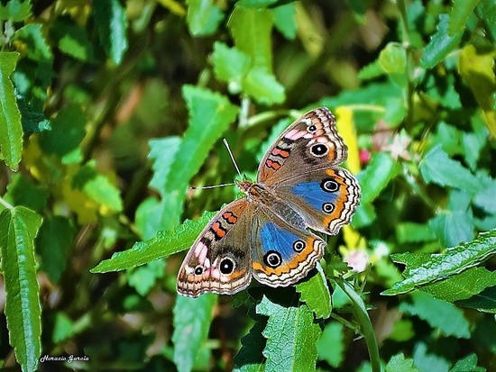 Southern buckeye