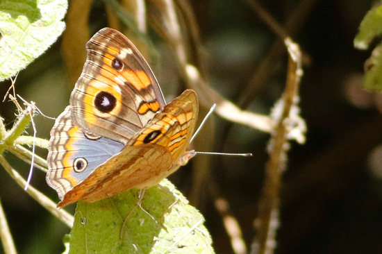 Southern buckeye