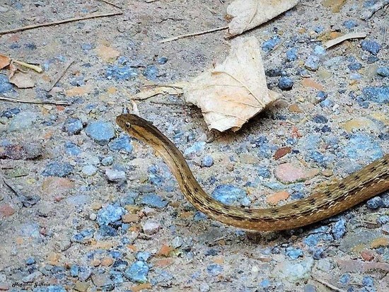 Culebra ojo de gato