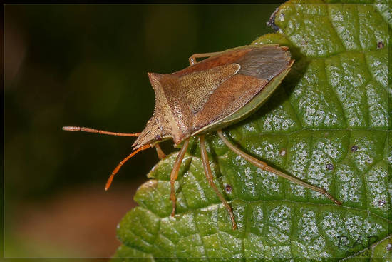 Horn bug
