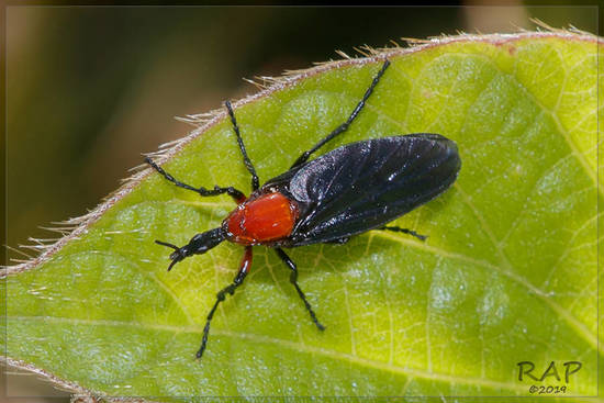 Mosca de marzo