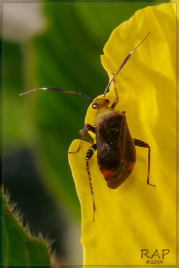 Plant bug