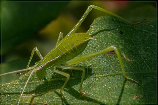 Saltamontes longicornio