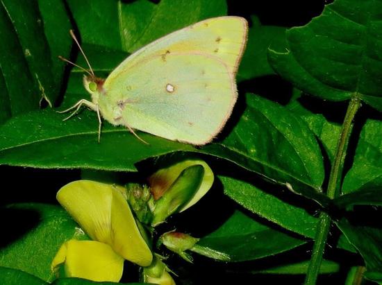 Lesbia sulphur