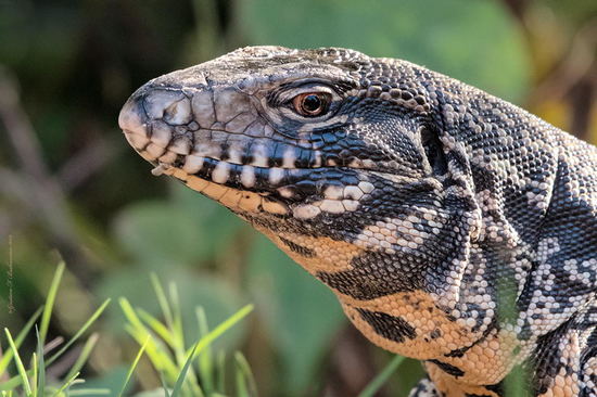 Black-and-white tegu lizard