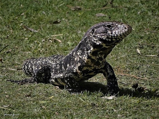 Black-and-white tegu lizard