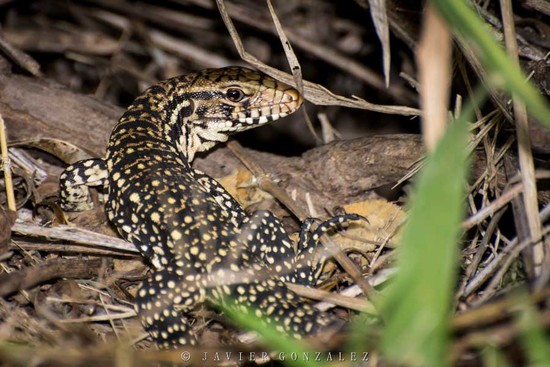 Black-and-white tegu lizard