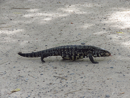 Black-and-white tegu lizard