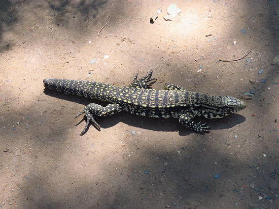 Yarará grande