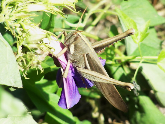 Yellow-lined Grasshopper