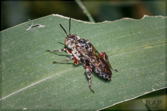 Abeja