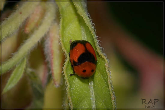 Escarabajo de las hoja
