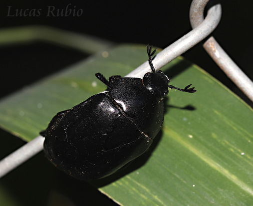 Rutelino negro