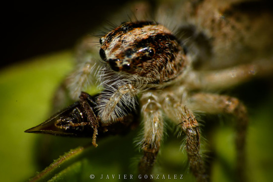 Araña saltadora