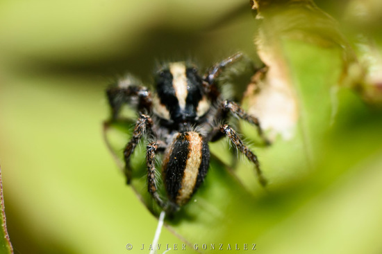 Araña saltadora