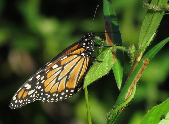 Southern Monarch