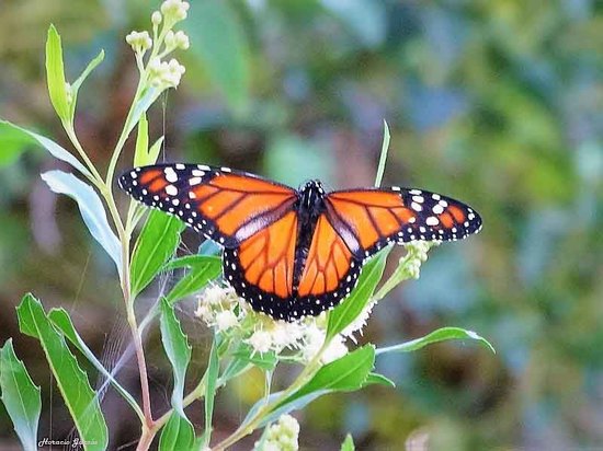 Southern Monarch