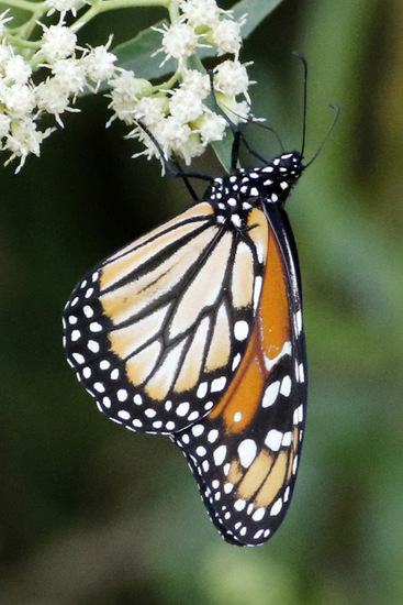 Southern Monarch