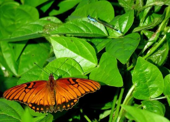 Mexican silverspot