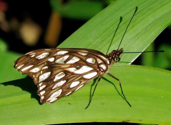 Mexican silverspot