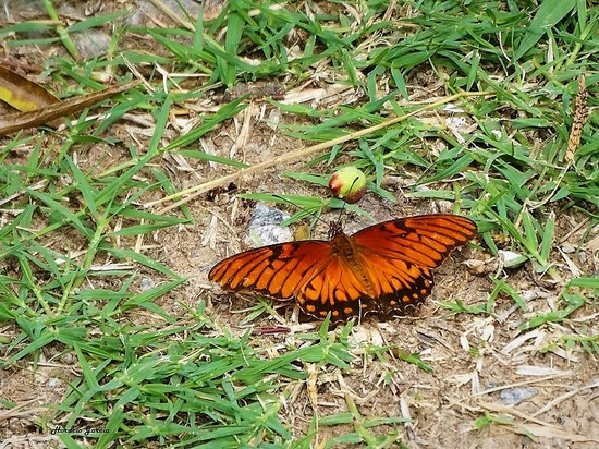 Mexican silverspot