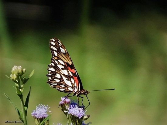 Mexican silverspot