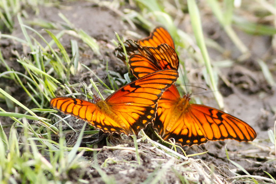 Mexican silverspot