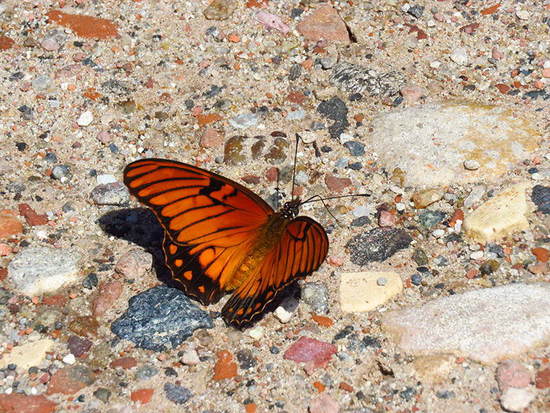 Mexican silverspot