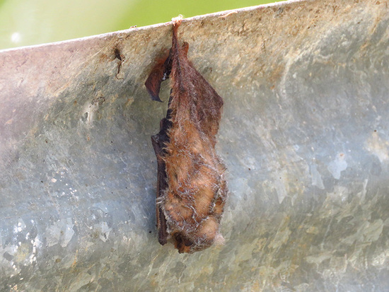 Murciélago escarchado