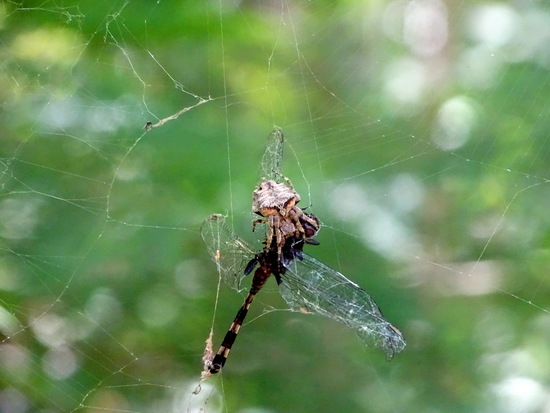Araña tejedora