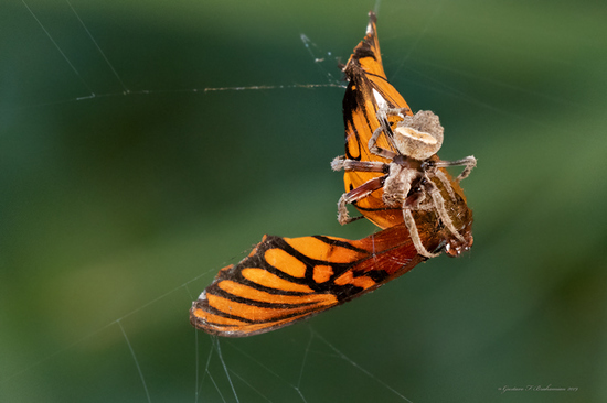 Araña tejedora