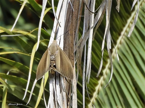 South American palm borer