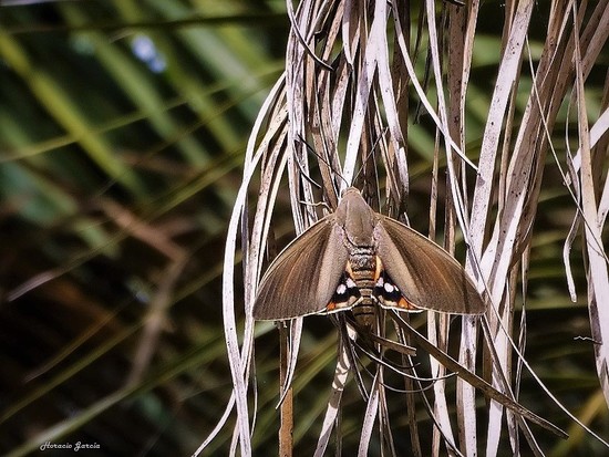 South American palm borer