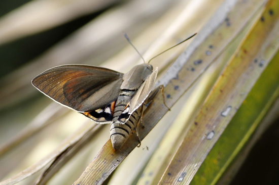 South American palm borer