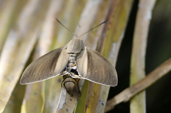South American palm borer