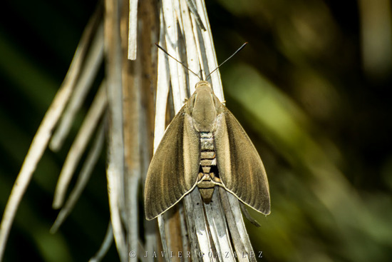 South American palm borer