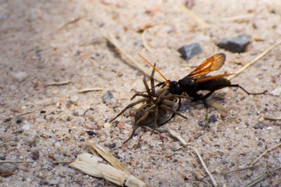 Spider wasp