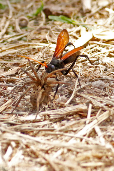 Spider wasp