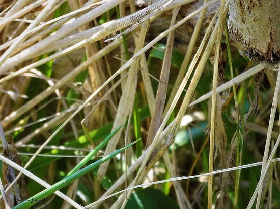 Stick grasshopper