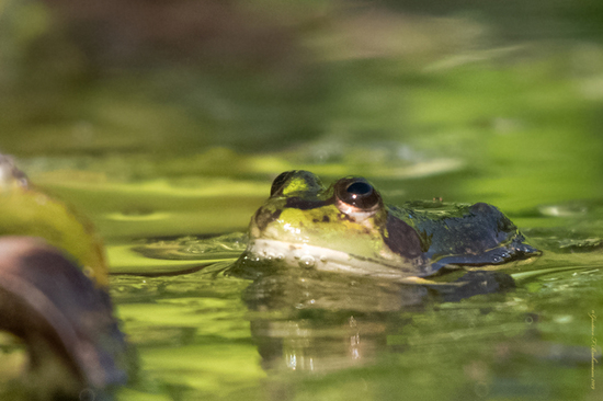 Lesser swimming frog