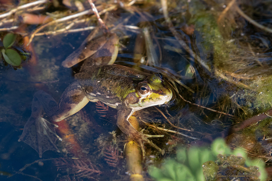 Lesser swimming frog