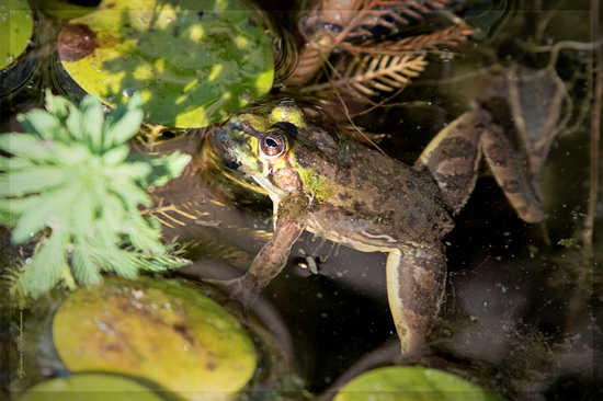 Lesser swimming frog