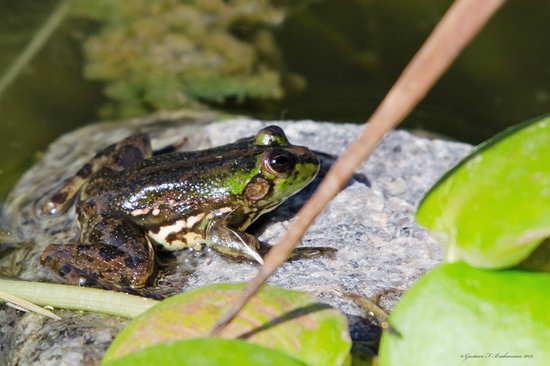 Lesser swimming frog