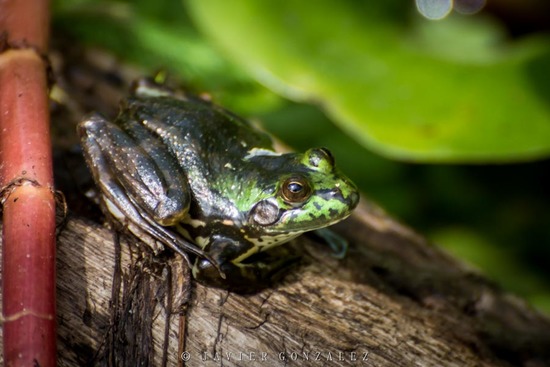 Lesser swimming frog