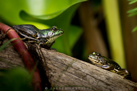 Lesser swimming frog