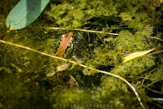Lesser swimming frog