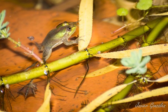 Lesser swimming frog