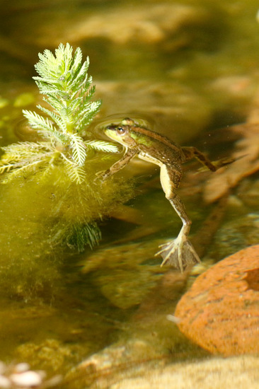 Lesser swimming frog