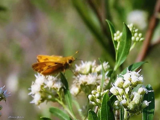 Fiery skipper